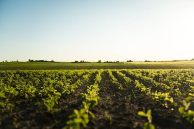 Bir soya bitkisinin taze filizleri bir tarım tarlasında güneşe doğru uzanıyor. Aktif büyüme döneminde genç soya fasulyesi ekinleri