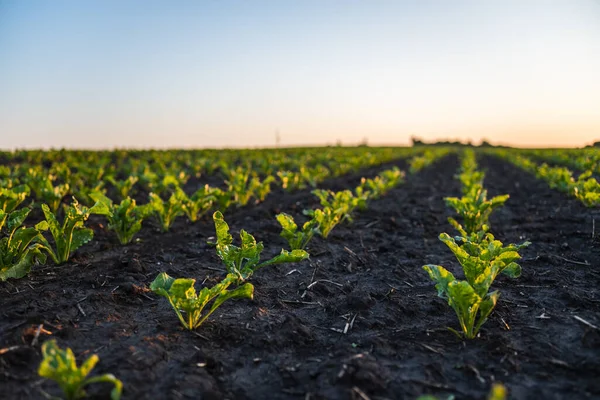 シュガービートは青空で栽培された農業分野で育ちます 農業について 健康的な食事 有機食品の概念 ロイヤリティフリーのストック写真