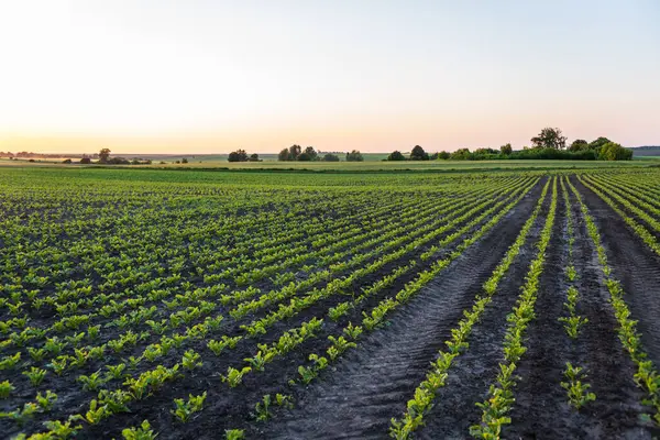 若い砂糖豆の植物の風景の列 若いビートは活発な成長期に芽を出します 農業プロセスについて ストック写真