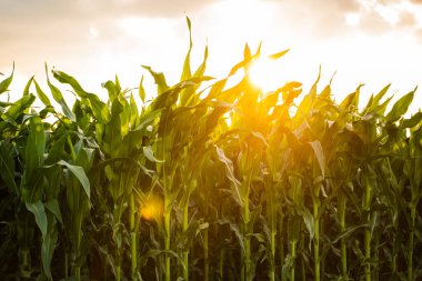 Tarım alanındaki mısır bitkileri. Taze yeşil mısır fidanları. Organik tarlada yetişen taze mısırların yeşil yaprakları.