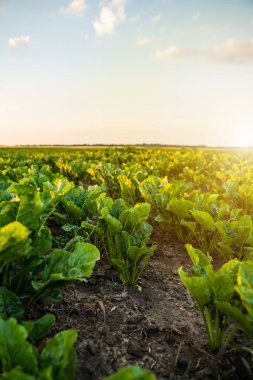 Tarım alanında pancar bitkileri. Taze yeşil pancar yaprakları ya da pancar tohumları. Organik bir tarlada yetişen genç pancarın yeşil yaprakları.