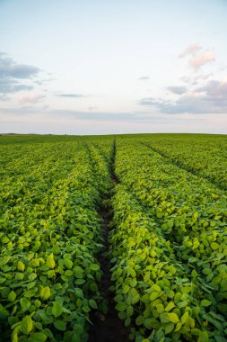 Günbatımı bulutlu bir gökyüzü ile ekili bir tarlada büyüyen soya fasulyesi. Tarım tarlasında taze soya tohumu bitkileri