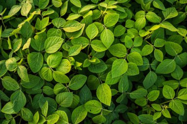 Bir tarlaya yakın soya fasulyesi yaprakları. Tarım tarlasında taze soya tohumu bitkileri. Canlı soya fasulyesi tohumu. Üst görünüm