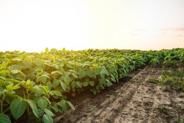 Soya yaprakları günbatımı tarlasına yakın. Tarım tarlasında taze soya tohumu bitkileri. Canlı soya fasulyesi tohumu.