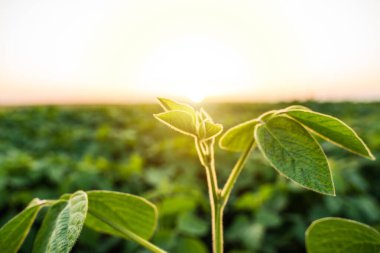 Soya yaprakları günbatımı tarlasına yakın. Tarım tarlasında taze soya tohumu bitkileri. Canlı soya fasulyesi tohumu.