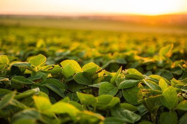 Tarlada sıra sıra yetişen soya fasulyesi bitkileri. Tarım tarlasında yeşil soya tohumu bitkileri. Günbatımında geniş tarımsal soya tarlası, canlı soya fasulyesi tohumu sergileniyor.