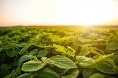Tarlada sıra sıra yetişen soya fasulyesi bitkilerini kapatın. Tarım tarlasında yeşil soya tohumu bitkileri. Gün batımında geniş tarımsal soya tarlası, canlı soya fasulyesi sıraları sergileniyor..