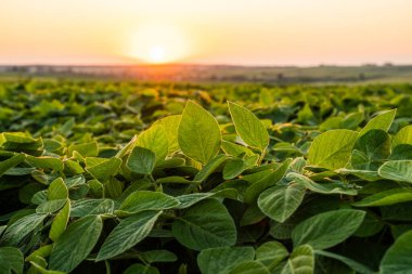 Soya yaprakları günbatımı tarlasına yakın. Tarım tarlasında taze soya tohumu bitkileri. Canlı soya fasulyesi tohumu.