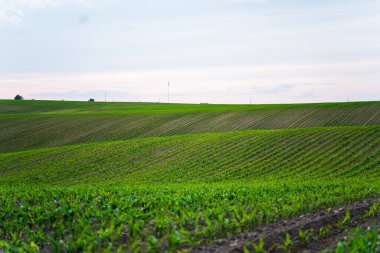 Mavi günbatımı gökyüzüne karşı bir tarlada taze mısır filizleri. Filizlenmiş mısırlı bir bahar tarlası. Mısır tarımı. Tarım arazisi.