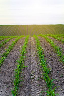 Sıra sıra mısır fideleri. Genç mısır filizleri bulutlu bir gökyüzüne karşı tarımsal bir alanda. Filizlenmiş mısırlı bir bahar tarlası. Mısır tarımı. Tarım arazisi.