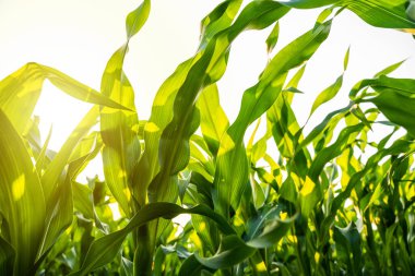 Tarım alanındaki mısır bitkileri. Taze yeşil mısır fidanları. Organik tarlada yetişen taze mısırların yeşil yaprakları.