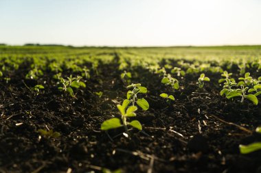 Gündüzleri tarımda yetişen Soybean Sprout 'un yakın çekimleri. Genç yeşil soya tohumu.