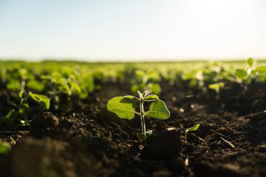 Küçük soya filizleri gün içinde tarımsal alanda yetişir. Soya fasulyesi tarlaları. Tarım süreci