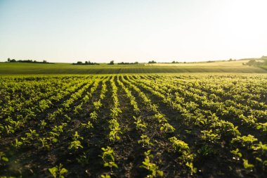 Tarlada sıra sıra yetişen soya fasulyesi filizleri. Genç soya ekinleri aktif büyüme döneminde. Seçici odak
