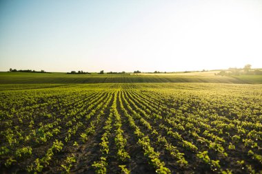 Bahar mevsiminde olgunlaşan soya fasulyesi tarlası, tarım arazisi. Soya tarlası.