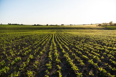 Sırayla ekilmiş taze soya filizleri. Soya fidanı. Tarım