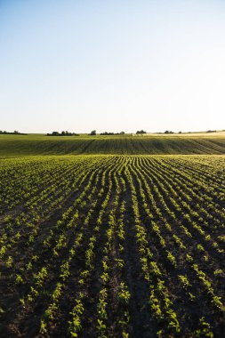 Bahar mevsiminde olgunlaşan soya fasulyesi tarlası, tarım arazisi. Soya tarlası.