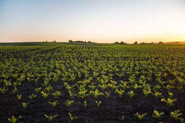 Şeker pancarları günbatımında çiftliklerde sıra sıra yetişir. Peyzaj.