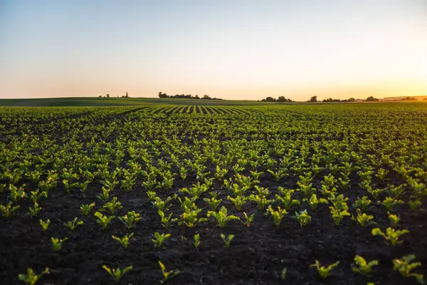 Şeker pancarları günbatımında çiftliklerde sıra sıra yetişir. Peyzaj.