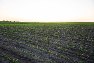 Gün batımında genç mısır bitkilerinden oluşan bir tarla manzarası. Mısır filizli tarla.