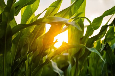Güneş ışınları gün batımında tarımsal bir tarlada olgunlaşmamış bir mısır bitkisinin yapraklarını parçalıyor.
