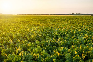 Sebze bahçesinde, tarlada, tarlada, filizlenmiş pancarlar. Tarım ve hasatta pancar yaprağı. Şeker pancarı ekimi. Tarım süreci