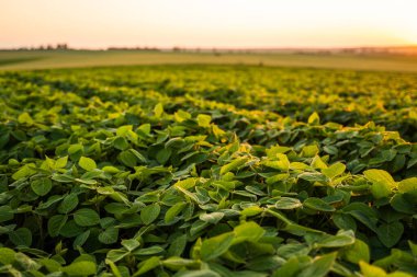 Gün batımında tarım alanında büyüyen soya fasulyesi bitkisi.
