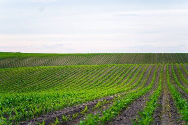 Koyu verimli toprağın ufukta göründüğü bir tarlada büyüyen sıra sıra genç mısır bitkilerinin manzarası.