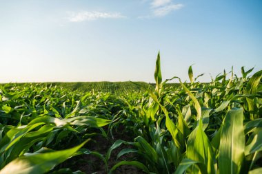 Canlı yeşil mısır tarlalarının oluşturduğu sıra yazın bulutlu mavi gökyüzüne çarpıyor. Gün batımında canlı yeşil mısır tarlası olan tarım arazisi