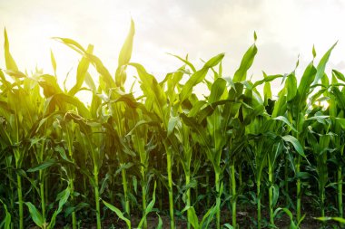 Bereketli topraklarda düzgün bir sıra halinde büyüyen sağlıklı mısır saplarının önü. Görüntü, yaz mevsiminde aktif ürün geliştirme sahnesini yakalıyor..