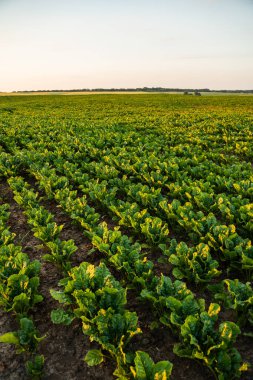 Batan güneşe doğru uzanan küçük yeşil pancar bitkilerinden oluşan ekilmiş bir tarla. Erken tarım mevsimi ve toprak verimliliğini temsil eder.