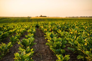 Gece ışığında parlayan açık bir şeker pancarı tohumu tarlası. Uzun gölgeler ve simetri tarımsal işlerin ve doğanın ritmini iletir..