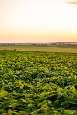Yumuşak günbatımı ışığıyla aydınlatılan sağlıklı organik soya bitkilerinin yakın görüntüsü. Çevre dostu tarım, bitkisel beslenme ve kırsal alanda GDO olmayan tarımı temsil eder..