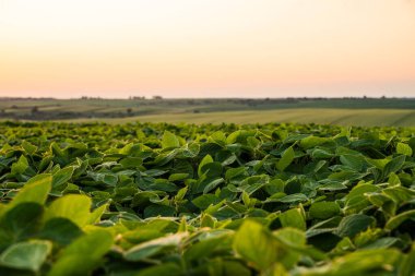 Altın saatinde yemyeşil bir soya tarlasının geniş bir manzarası var. Tarımsal yaşamı, büyümeyi ve doğa ile tarım arasındaki bağlantıyı sembolize eden barışçıl bir kırsal alan..