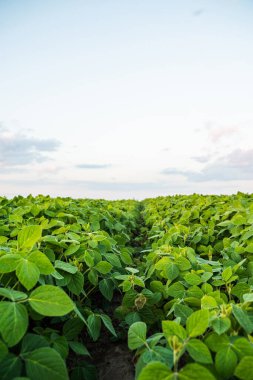 Sakin kırsal manzara günbatımında sıra sıra yeşil soya fasulyesi bitkilerini gösteriyor. Doğanın barışçıl bir anını yakalıyor. Renk, ışık ve mevsimsel atmosfer açısından zengin tarımla buluşuyor..