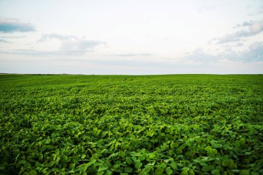 Altın saatinde yemyeşil bir soya tarlasının geniş bir manzarası var. Tarımsal yaşamı, büyümeyi ve doğa ile tarım arasındaki bağlantıyı sembolize eden barışçıl bir kırsal alan..