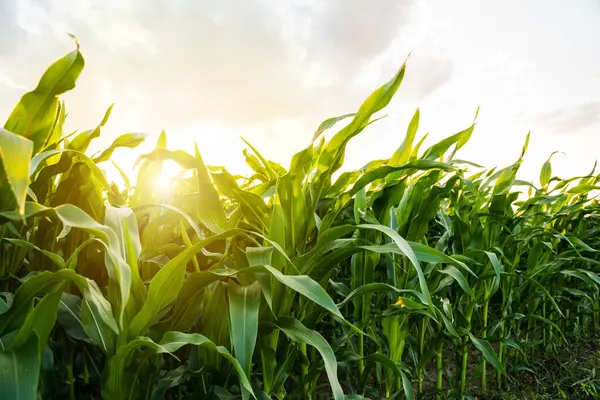 Aşağıdan alınan mısır yaprağının detaylı görüntüsü. Fotoğrafta yaz mevsiminde güçlü, sağlıklı yapraklar ve doğal büyüme vurgulanıyor..