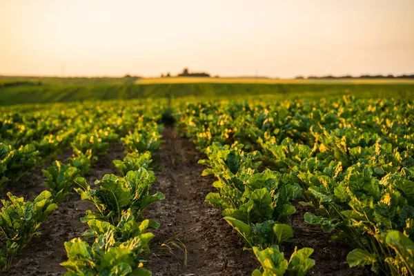 Gece ışığında parlayan açık bir şeker pancarı tohumu tarlası. Uzun gölgeler ve simetri tarımsal işlerin ve doğanın ritmini iletir..