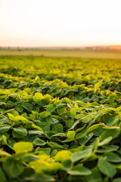 Gün batımının ılık parıltısının altında canlı bir yeşil soya tarlası. Bu tarım arazisi, sürdürülebilir tarım ve modern tarım üretimini sembolize ederek sağlıklı ürün büyümesini sergiliyor..