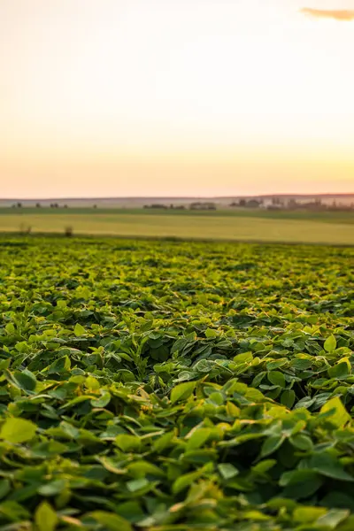 Yumuşak günbatımı ışığıyla aydınlatılan sağlıklı organik soya bitkilerinin yakın görüntüsü. Çevre dostu tarım, bitkisel beslenme ve kırsal alanda GDO olmayan tarımı temsil eder..