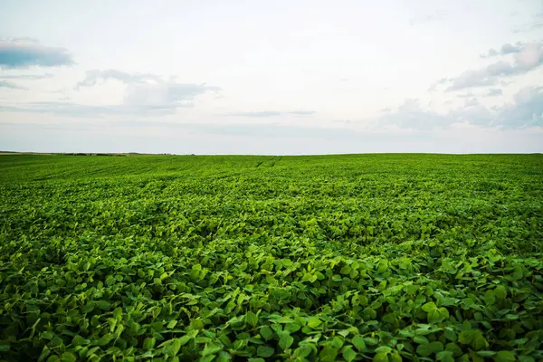 Altın saatinde yemyeşil bir soya tarlasının geniş bir manzarası var. Tarımsal yaşamı, büyümeyi ve doğa ile tarım arasındaki bağlantıyı sembolize eden barışçıl bir kırsal alan..