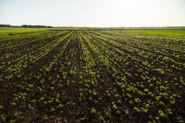 Sabahın erken saatleri taze ekilmiş toprakta filizlenen taze soya bitkilerinin üzerine parlıyor. Bu resim sürdürülebilir tarım uygulamalarını ve erken dönem ürün geliştirmesini yansıtır..
