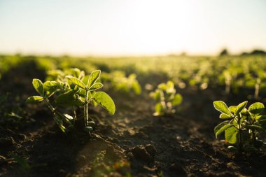 Taze ekilmiş soya fasulyesi tarlası ve tek sıra genç bitkiler güçleniyor. Tarım potansiyeli ve toprak canlılığını temsil ediyor.
