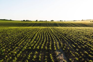 Genç soya bitkilerinin olduğu çevre dostu bir tarım arazisi geniş bir görüş alanına sahip. Sürdürülebilir tarım uygulamalarını ve bitkisel protein kaynaklarını teşvik eder.