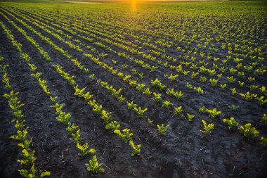 Batan güneşin altında düzgün sıralara ekilmiş yeşil pancar ekinleriyle huzurlu bir tarım arazisi. Toprak ve tarım arasındaki uyumu gösterir.