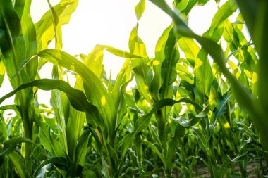 Gökyüzüne doğru uzanan yeşil mısır saplarını ve yapraklarını gösteren yakın bir perspektif. Kırsal bir tarlada ekinlerin gelişimi yaz başında vurgulandı.