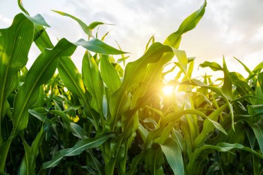 Yüksek yeşil mısır yapraklarının yakın çekimi altın saatinde sıcak güneş ışığında parlıyor. Yaz mevsiminde büyümeyi, canlılığı ve sürdürülebilir çiftçiliği sembolize eden tarım sahnesi.