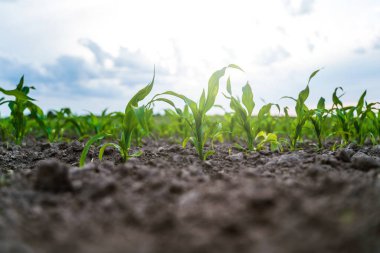 Parlak bir gökyüzünün altında verimli topraklarda büyüyen genç mısır bitkilerinin yakın çekimi. Darı gelişiminin ilk aşamaları yumuşak güneş ışığı ve bulanık arkaplan ile zemin seviyesinde yakalanır.