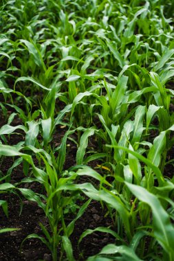 Genç mısır bitkileri karanlık toprakta düzgün sıralanmış sıralarda filizleniyorlar. Dikey tarım görüntüsü erken dönem mahsul geliştirme ve tarım arazilerindeki sağlıklı bitki büyümesini gösteriyor.