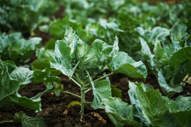 Açık alanda büyüyen birden fazla yeşil lahana bitkisinin geniş açılı görüntüsü. Taze yapraklar ve nemli toprak sağlıklı büyüme ve sürdürülebilir tarım uygulamalarını yansıtıyor.